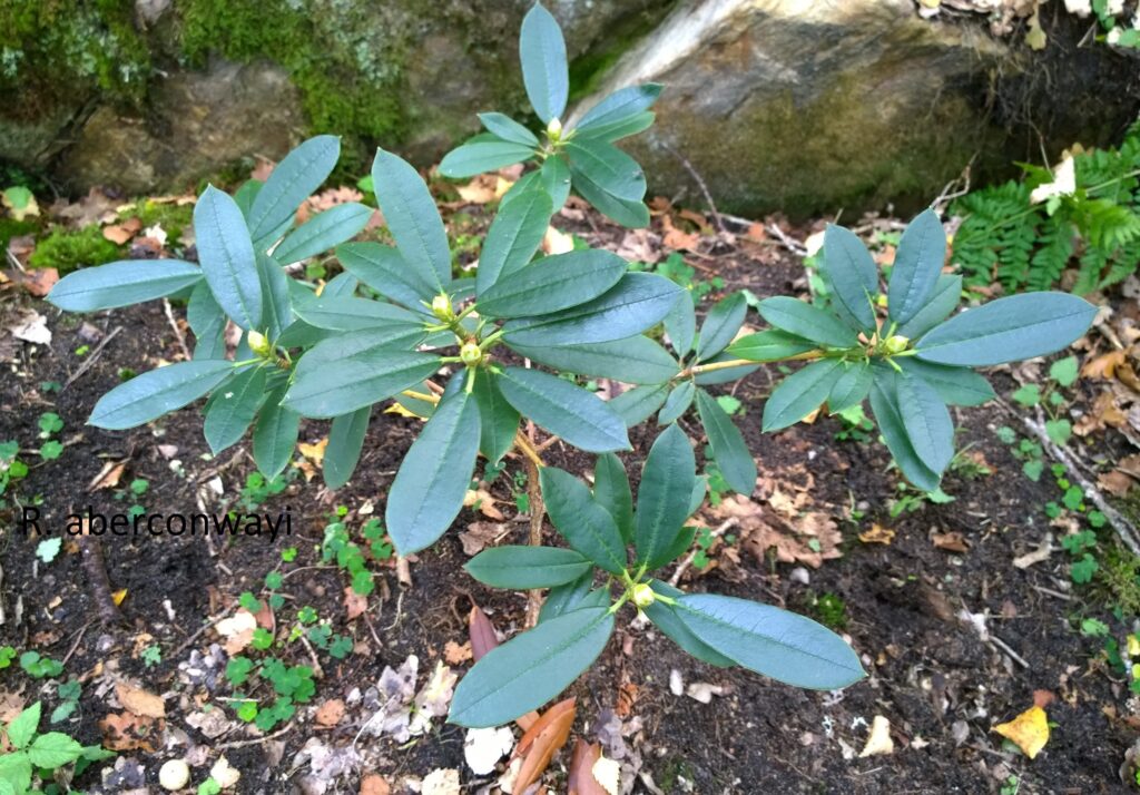 Biodiversitet - Rhododendron aberconwayi