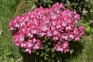 Lussemöte-2022 - Rhododendron 'Kokette'