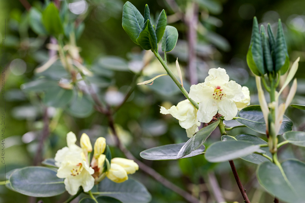 Antalet - Rhododendron wardii, got bot