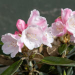 Rhododendron yakushimanum 'Viking Silver'