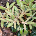 Rhododendron yakushimanum 'Hydon Velvet'