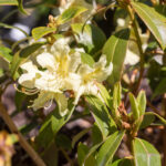 A - rhododendronarter, Rhododendron ambiguum - gul skogsalpros