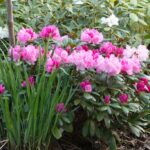 Yakushimanum-Gruppen, Rhododendron yakushimanum 'Hachmann's Polaris