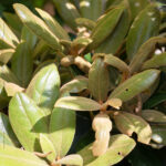 Yakushimanum-Gruppen, Rhododendron yakushimanum 'Teddy Bear'