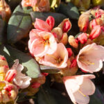 Rhododendron yakushimanum 'Barbarella'