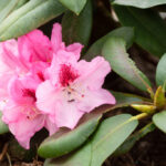 Rhododendron yakushimanum 'Nicoletta'