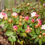 Yakushimanum-Gruppen, Rhododendron yakushimnum 'Percy Wiseman'