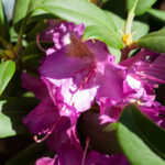 Yakushimanum-Gruppen - Rhododendron yakushimanum 'Bohlken's Lupinenberg'