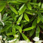 A - rhododendronarter, Rhododendron argyrophyllum - stor silverrododendron