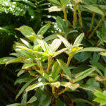 B - rhododendronarter, Rhododendron bureavii CNC