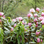 Rhododendron yakushimanum 'Scheekrone'