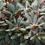 Rhododendron yakushimanum 'Pußtafeuer'