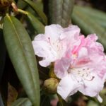 A - rhododendronarter, Rhododendron adenosum - kulurododendron