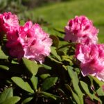Yakushimanum-Gruppen, Rhododendron yakushimanum 'Nicoletta'
