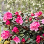Yakushimanum-Gruppen, Rhododendron yakushimanum 'Pußtafeuer'
