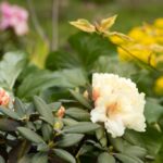 Rhododendron yakushimanum 'Millenium Gold'
