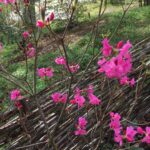 A - rhododendronarter, Rhododendron albrechtii - kejsarazalea