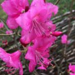 A - Rhododendronarter, Rhododendron albrechtii,