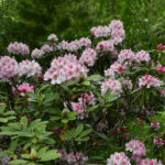 Yakushimanum-Gruppen, Rhododendron yakushimanum 'Bashful'