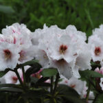 Yakushimanum-Gruppen, Rhododendron yakushimanum 'Bohlken's Snow Fire'