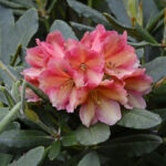 Yakushimanum-Gruppen, Rhododendron yakushimanum 'Valencia'