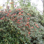C - rhododendronarter, Rhododendron cinnabarinum - cinnoberalpros