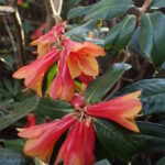 C - rhododendronarter, Rhododendron cinnabarinum - cinnoberalpros