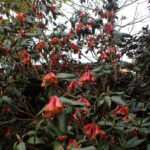 Rhododendron cinnabarinum - cinnoberalpros