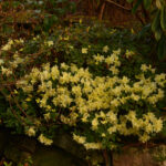 A - rhododendronarter, Rhododendron ambiguum KR195, Golden Sumei