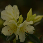 Rhododendron ambiguum KR195, Golden Sumei