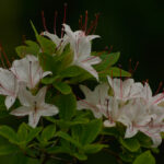 A - rhododendronarter, Rhododendron arborescens - doftazalea