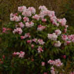 A - rhododendronarter, Rhododendron anwheiense