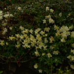 A - rhododendronarter, Rhododendron ambiguum KR195, Golden Sumei