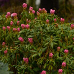 A - rhododendronarter, Rhododendron anwheiense