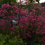 Rhododendron albrechtii - kejsarazalea