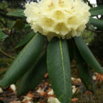 Rhododendron lacteum - gräddgul rododendron