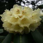 L - Rhododendron lacteum - gräddgul rododendron