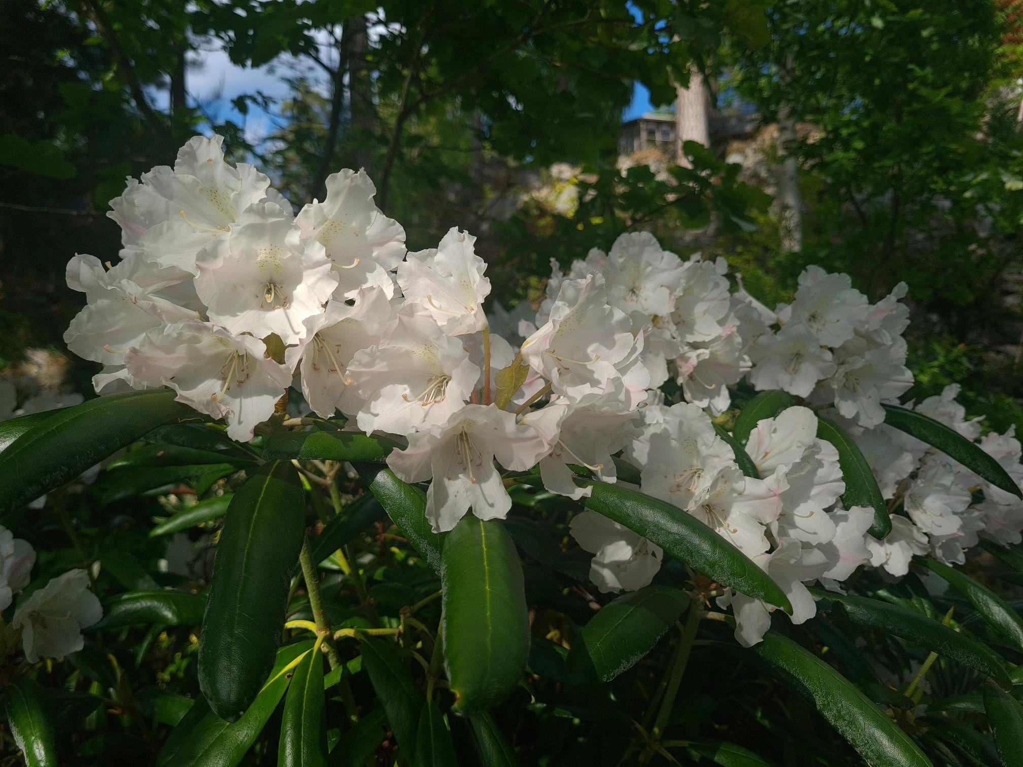 Rhododendron yakushimanum 'Angel'