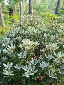 Styrelse SRS - Rhododendron 'Golfer Angel'