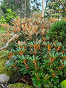 R. 'Webs Bee' & 'Silbervelours'