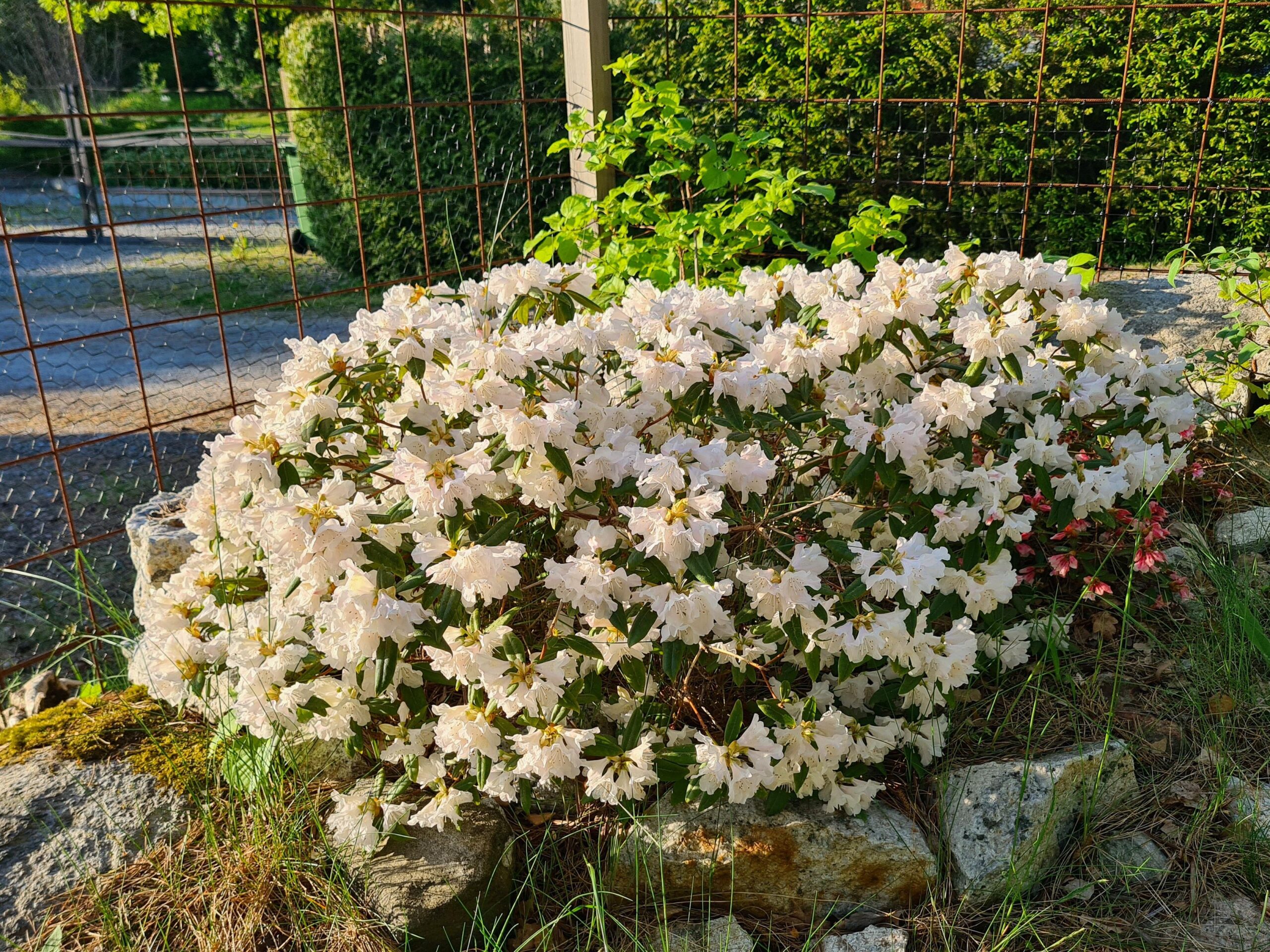 Rhododendron 'Dora Amateis'