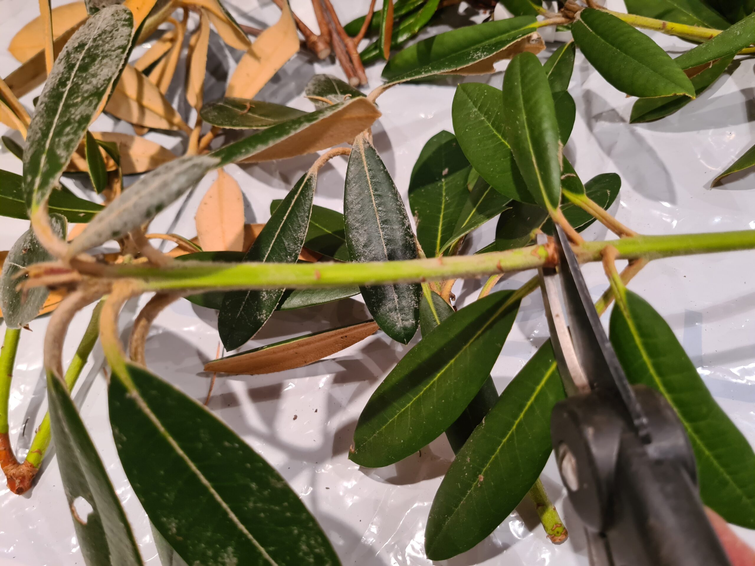 Rhododendronstickling