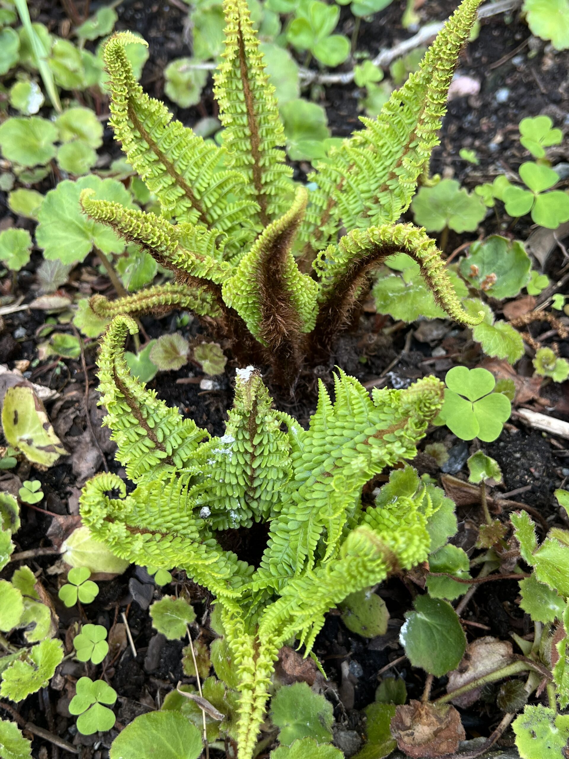 Dryopteris affinis crispa gracilis