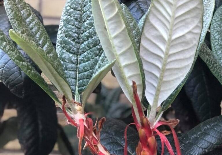 Bladens skönhet - 17 - Rhododendron praestans