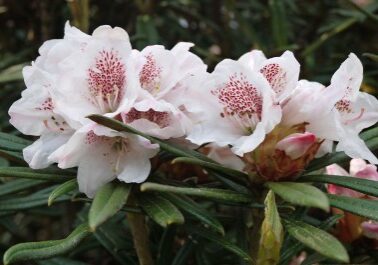 R - rhododendronarter, Fingerrododendron - Rhododendron roxieanum